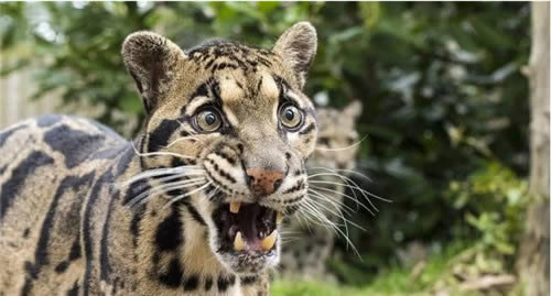 《明日方舟》煌是什么动物