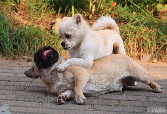 TAֻ����������!���񶷽�������Ů��ұ�Ц�Ա�_��վ